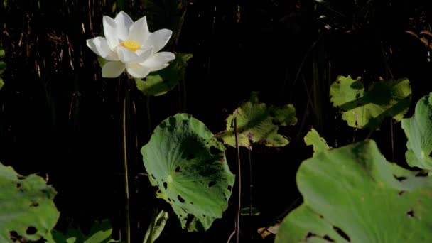 Floresce Lótus Branco Jardim Aquático Tropical — Vídeo de Stock