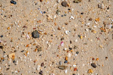 Palawan Adası 'ndaki tropikal bir sahilde deniz kabuğu ve çakıl taşlarına yakın çekim