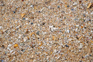 Palawan Adası 'ndaki tropikal bir sahilde deniz kabuğu ve çakıl taşlarına yakın çekim