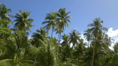 Filipinler 'de bir adada hafif bir esintide palmiye ağaçları