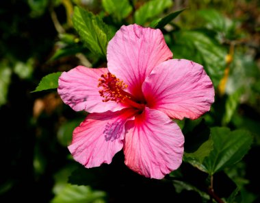 Tayvan 'daki tropik bir bahçede pembe bir amber çiçeğinin yakın çekimi.
