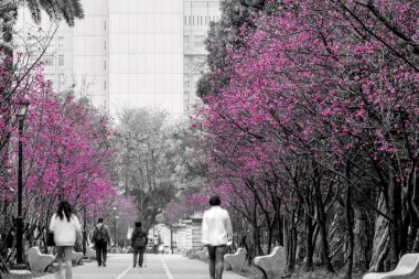 Seçici renk ve monokrom yayaların Taipei 'deki Dr. Sun Yat Sen Anıt Parkı' nda yaya yolu boyunca yürüdüklerini gösteriyor.
