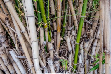 Bambu koruluğunda hem canlı hem de ölü filizler