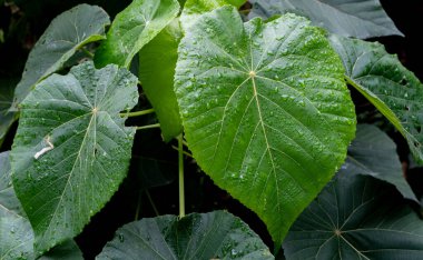 Taipei şehir merkezindeki Yuanshan Parkı 'nda yemyeşil tropikal yapraklar.