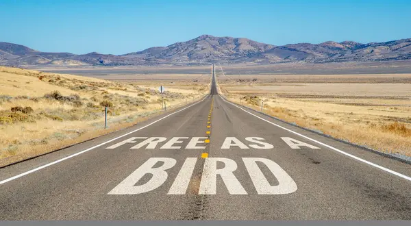 Çölde uzun düz bir yol, asfalt üzerine özgür bir kuş resmi