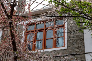 Hindistan 'ın kuzeyinde, Pakistan ve Tibet sınırlarında Himalayalar' da bulunan Türk çiftçi köyünde pembe kayısı çiçekleri.