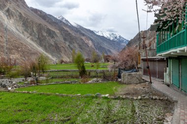 Kuzey Hindistan 'daki küçük bir çiftçi köyünde pembe kayısı çiçekleri.
