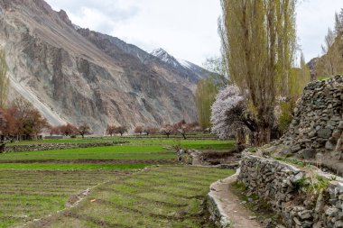 Hindistan 'ın kuzeyinde, Pakistan ve Tibet sınırlarına yakın bir köyde pembe kayısı çiçekleri var.