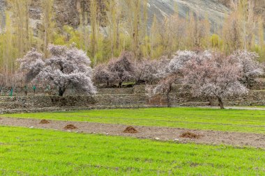 Hindistan 'ın kuzeyinde, Pakistan ve Tibet sınırlarına yakın bir köyde pembe kayısı çiçekleri var.