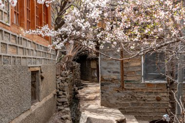 Hindistan 'ın kuzeyinde, Pakistan ve Tibet sınırlarına yakın bir köyde pembe kayısı çiçekleri var.