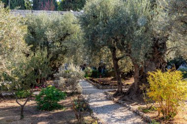 Doğu Kudüs 'teki Gethsemane Bahçesi' ndeki antik zeytin ağaçlarından geçen yol.