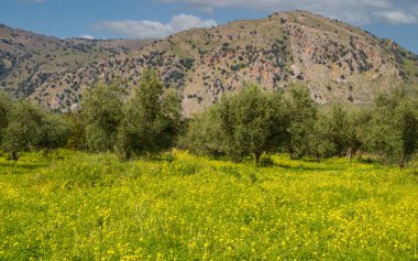 Yunanistan 'ın Girit adasındaki Chania yakınlarındaki bir meyve bahçesinde zeytin ağaçlarının altında sarı kır çiçekleri