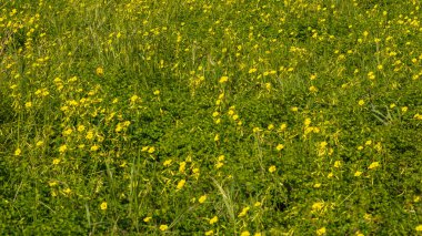 Yunanistan 'ın batı Girit' inde bir çayırda açan sarı kır çiçekleri