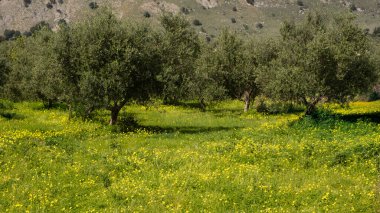 Yunanistan 'ın batı Girit kentindeki bir zeytin bahçesinde ilkbaharda yetişen sarı kır çiçekleri