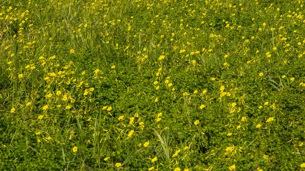 Yunanistan 'ın batı Girit' inde bir çayırda açan sarı kır çiçekleri