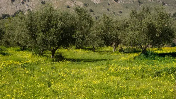 Yunanistan 'ın batı Girit kentindeki bir zeytin bahçesinde ilkbaharda yetişen sarı kır çiçekleri