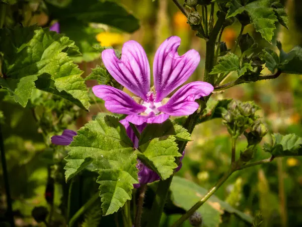 Yunanistan 'ın batı Girit' inde Chania yakınlarındaki bir çayırda mor bir malva çiçeğinin yakın çekimi