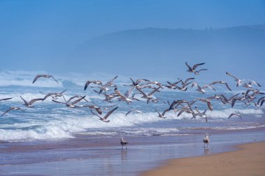 Martılar mavi gökyüzü arka planıyla deniz dalgalarının üzerinde uçar..