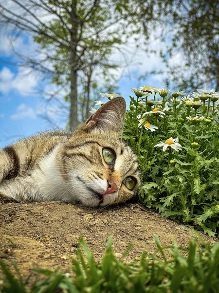 Šedý Roztomilý Tabby Kočka Zelenýma Očima Ležící Zemi Zahradě Při — Stock fotografie