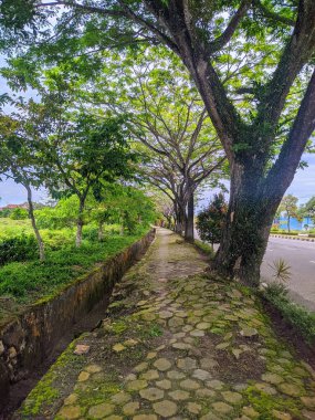 yemyeşil bir ağaçtan geçen bir patika.