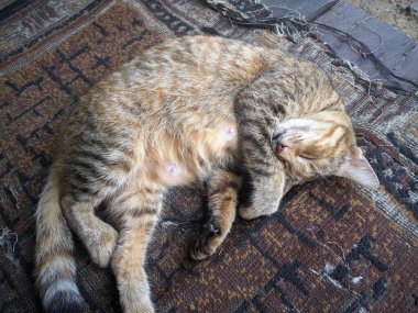 Kestirirken kediye yakın dur.