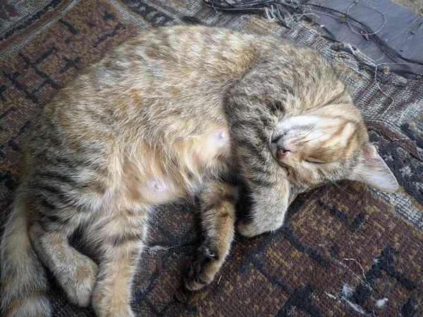 Nahaufnahme Einer Katze Beim Mittagsschlaf — Stockfoto