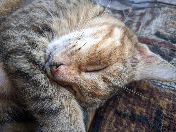 Nahaufnahme Einer Katze Beim Mittagsschlaf — Stockfoto