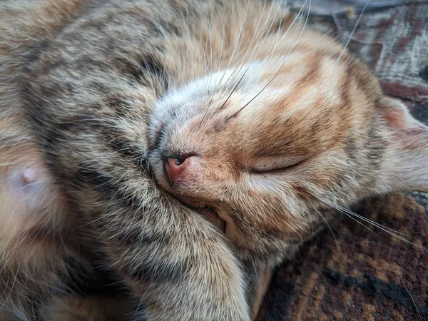 在猫小睡一会儿的时候 — 图库照片