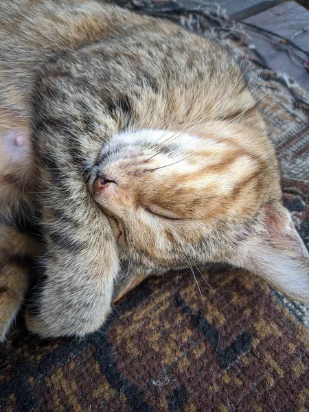 Close Gato Tirando Uma Soneca — Fotografia de Stock