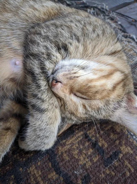 고양이 낮잠을 — 스톡 사진