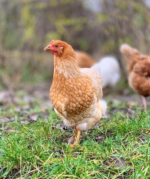 Chickens Farm — Stock fotografie