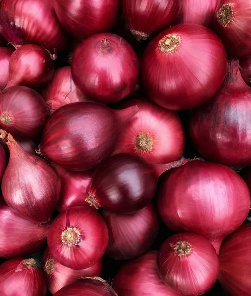  Fresh red onion close up. Harvest concepts. Organic vegetables.