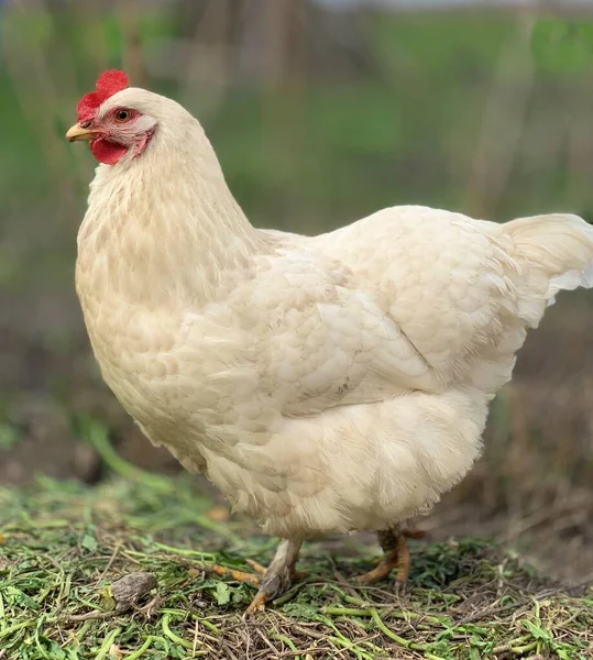 Weiße Hühner Auf Dem Gras Hühner Auf Dem Bauernhof — Stockfoto