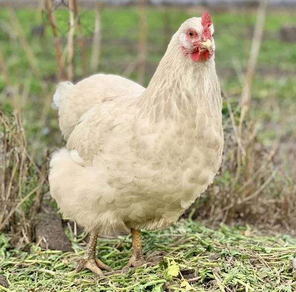 草の上の白い鶏 農場の鶏たちは — ストック写真
