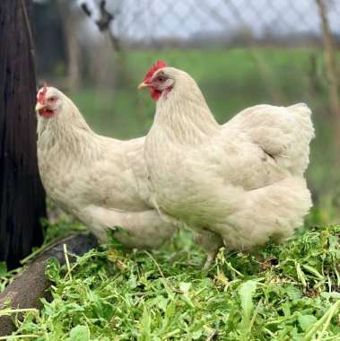Çimlerin üzerinde beyaz tavuk. Çiftlikteki tavuklar
