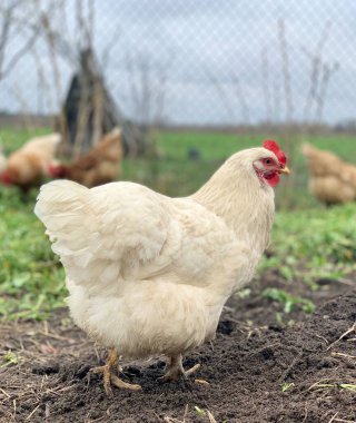 Çimlerin üzerinde beyaz tavuk. Çiftlikteki tavuklar