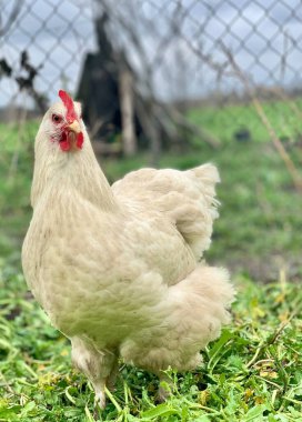 Çimlerin üzerinde beyaz tavuk. Çiftlikteki tavuklar