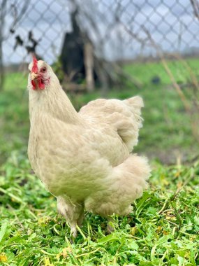 Çimlerin üzerinde beyaz tavuk. Çiftlikteki tavuklar