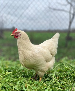 Çimlerin üzerinde beyaz tavuk. Çiftlikteki tavuklar