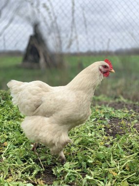 Çimlerin üzerinde beyaz tavuk. Çiftlikteki tavuklar
