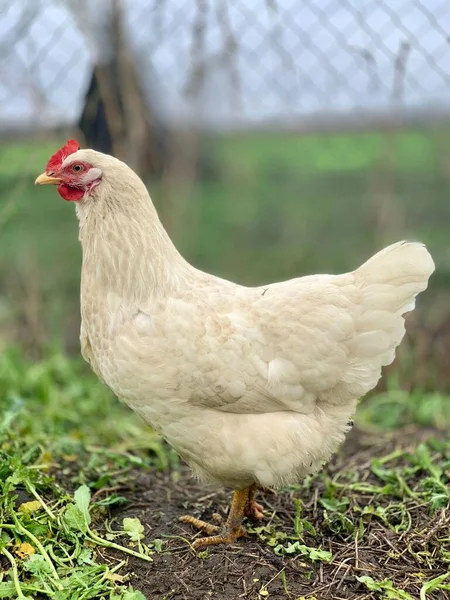 White Chicken Grass Chickens Farm — Stock Photo, Image
