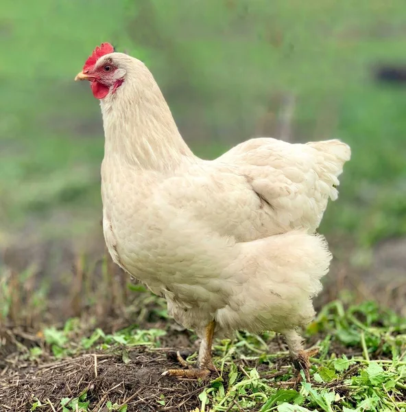 White Chicken Grass Chickens Farm — Stock Photo, Image