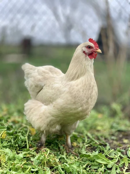 草の上の白い鶏 農場の鶏たちは — ストック写真