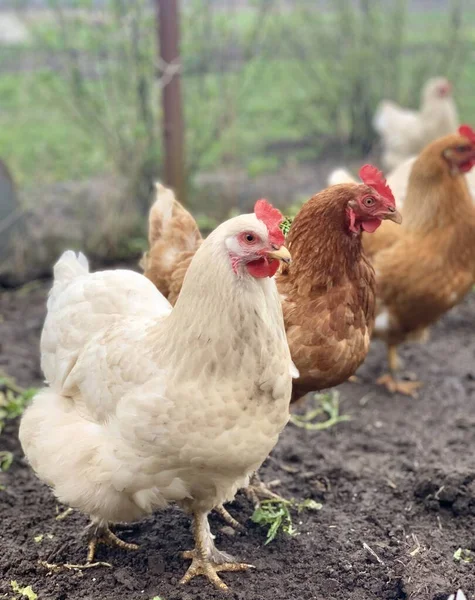 Kuře Trávě Kuřata Farmě — Stock fotografie