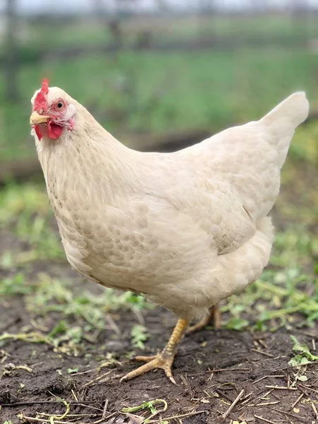 Κοτόπουλο Στο Γρασίδι Κοτόπουλα Στην Εκμετάλλευση — Φωτογραφία Αρχείου