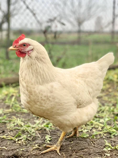 Курица Траве Цыплята Ферме — стоковое фото