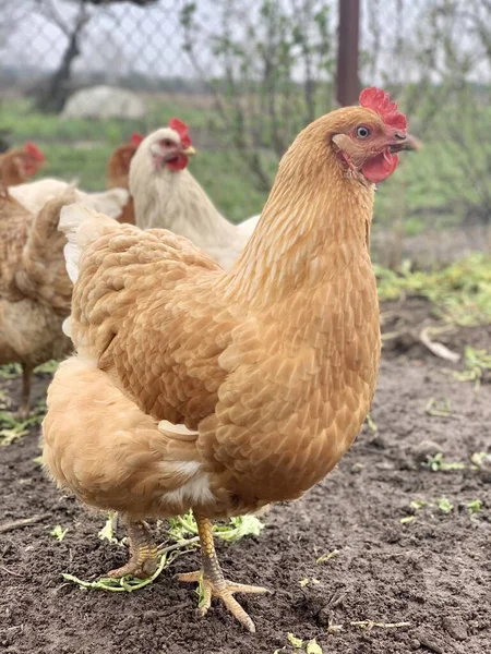 Csirke Füvön Csirkék Gazdaságban — Stock Fotó