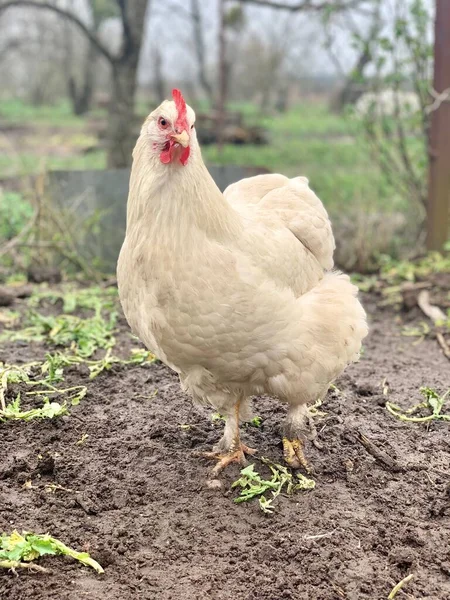 Kuře Trávě Kuřata Farmě — Stock fotografie