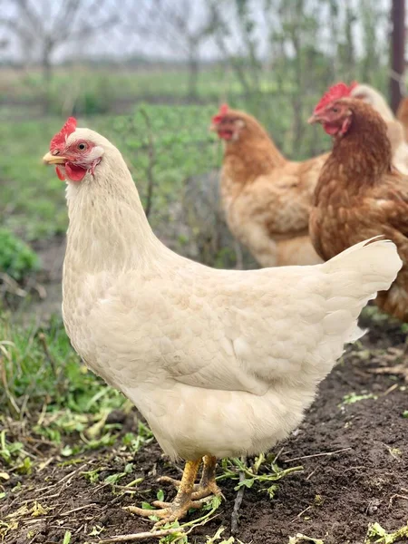 Chicken Grass Chickens Farm — Stock Photo, Image