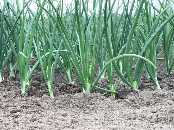 Toprakta yeşil soğan yetişiyor.